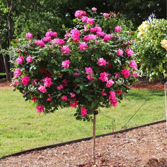 Pink Knock Out® Rose Tree