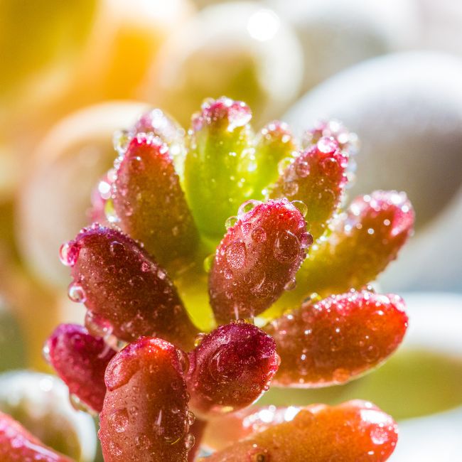 Sedum rubrotinctum ‘Aurora’