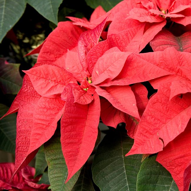 Poinsettia Prestige Red
