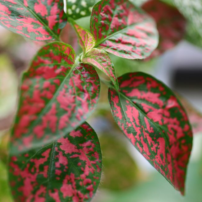 Polka Dot Plant Red Splash