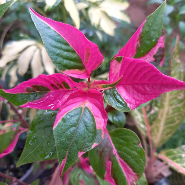 Raspberry Rum Alternanthera