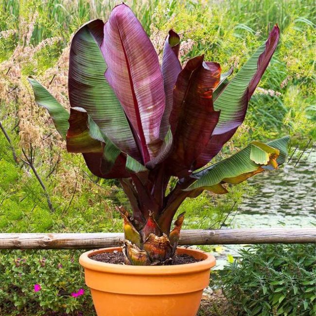 Red Abyssinian Banana Tree