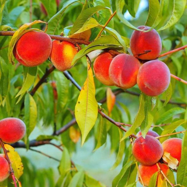 Red Haven Peach Tree