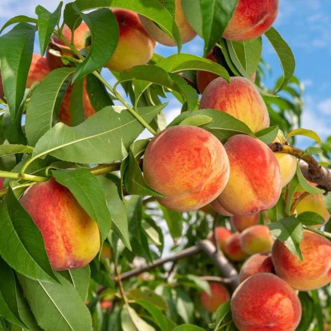 Reliance Peach Tree