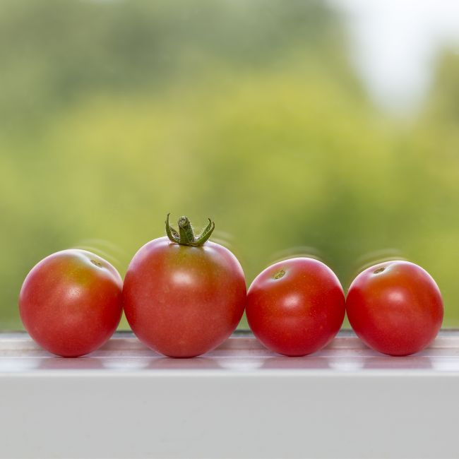 Ripen On A Windowsill