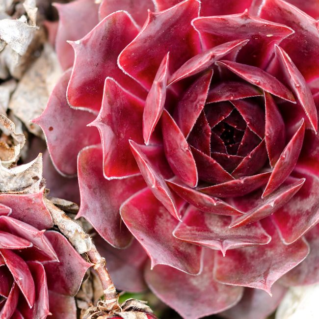 Sempervivum ‘Red Lion’