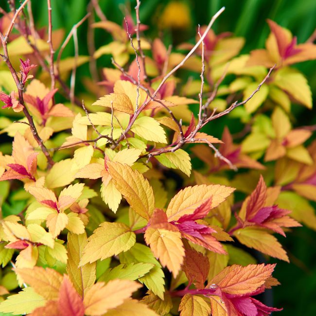 Spiraea Double Play Big Bang