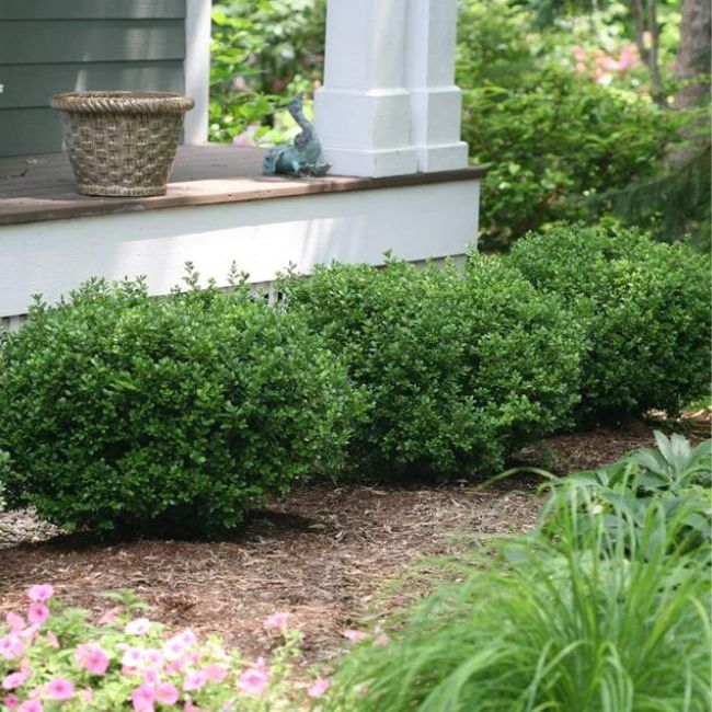 Sprinter Dwarf Boxwood Shrub