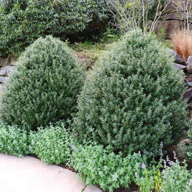 Steeds Japanese Holly Shrub