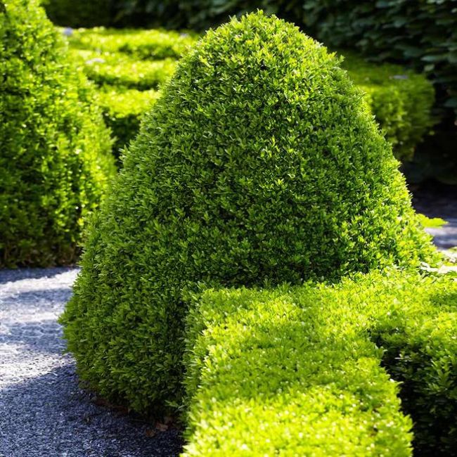 Tall boxwood Shrubs