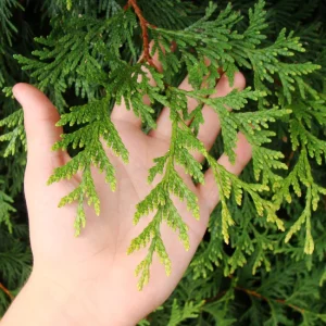 Thuja Green Giant Tree