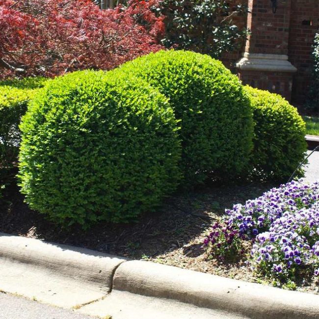 Titan Boxwood Shrub