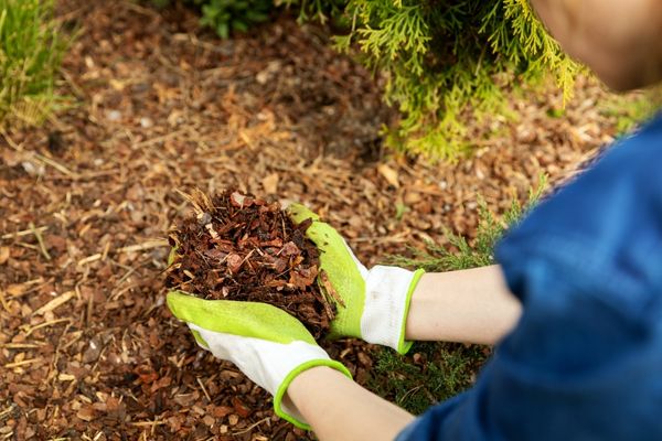 mulch to prevent sticker weeds