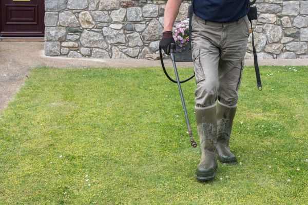 spray lawn weeds