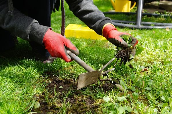 removing lawn weeds by hand