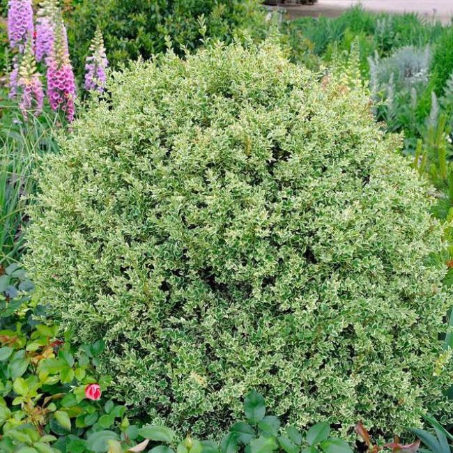 Variegated Boxwood Shrub