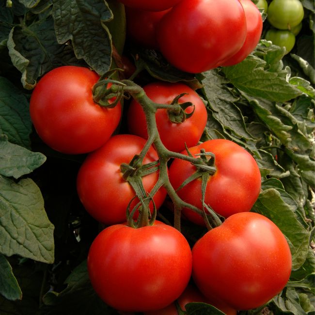 When To Pick Tomatoes From The Vine