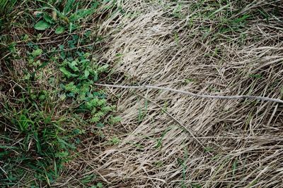 Why is My Grass Turning White