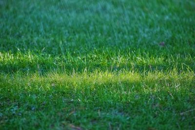Will Bermuda Grass Tolerate Shade