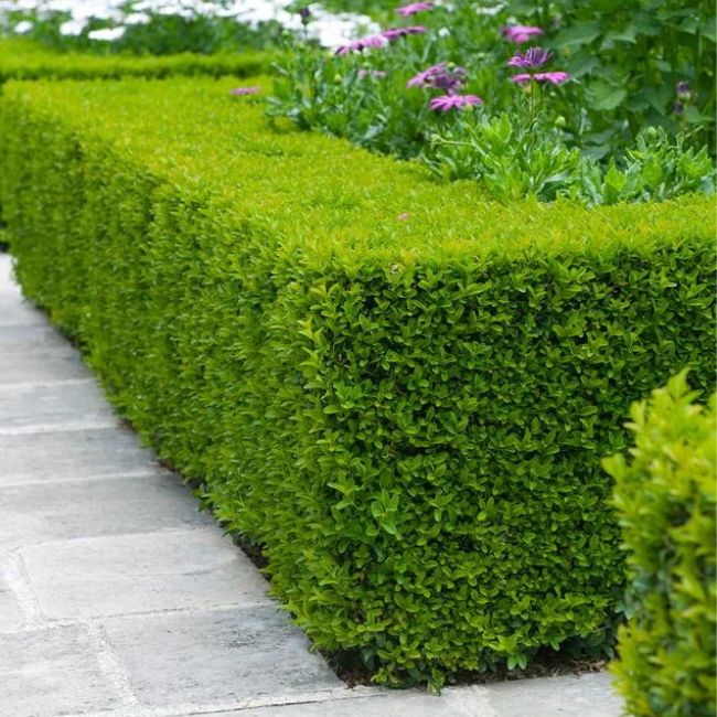 Wintergreen Boxwood Shrub