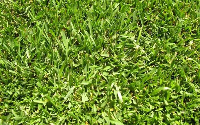 marathon grass