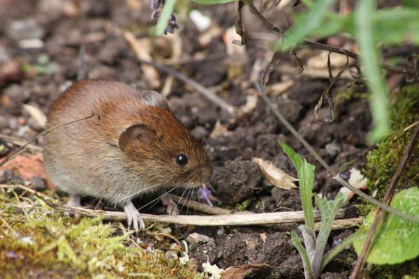 vole