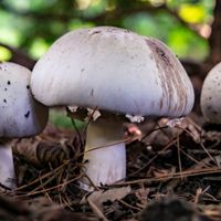 Agaricus xanthodermus