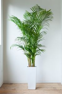Areca Palm