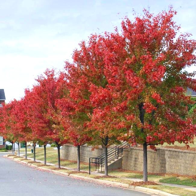 Autumn Blaze® Red Maple Tree
