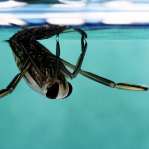 backswimmer