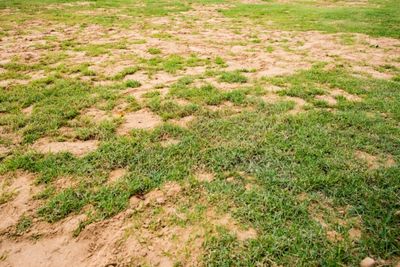 Best Grass Seed For Sandy Soil