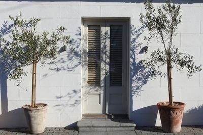 Best Patio Trees For Pots And Containers