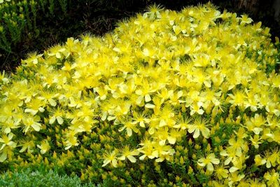 Best yellow shrubs for yard