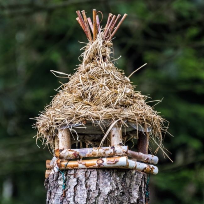 Bird house on tree stump