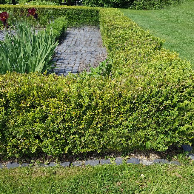 Buxus sempervirens Dee Runk