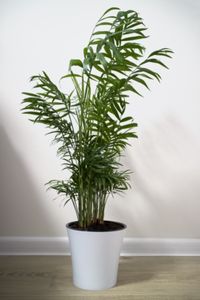 Chamaedorea Elegans