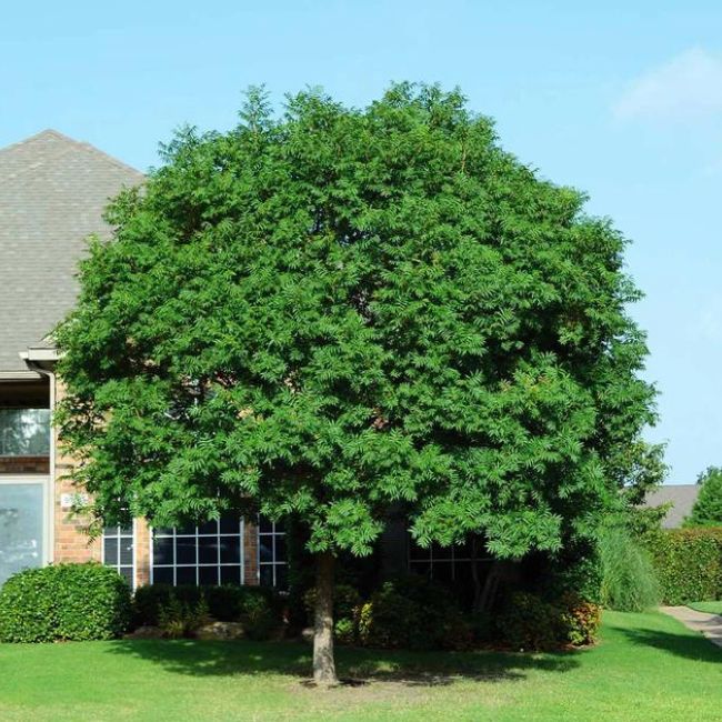 Chinese Pistache Tree