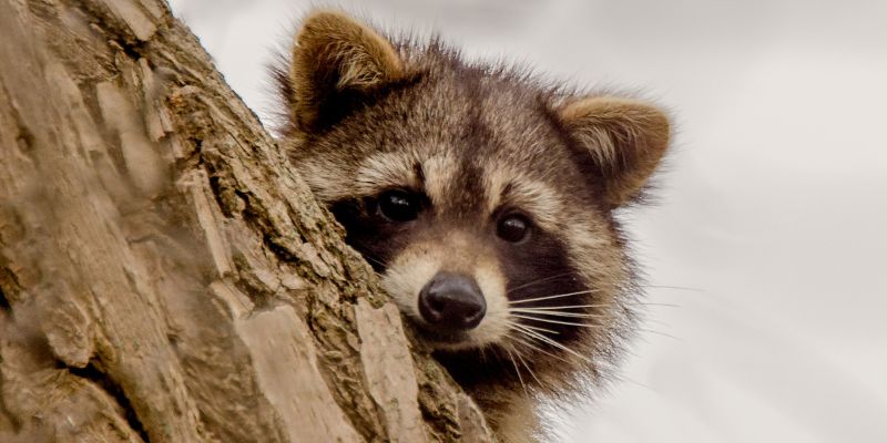 Do raccoons climb trees