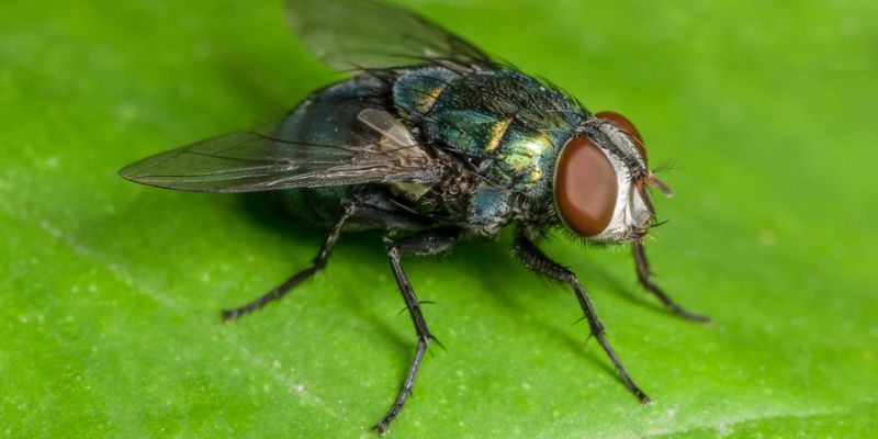 Does Irish Spring Soap Keep Flies Away