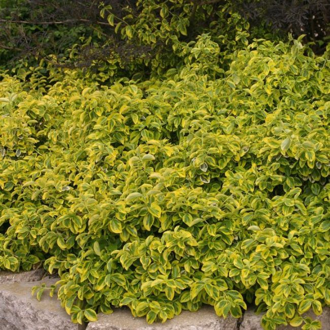 Emerald N' Gold Wintercreeper