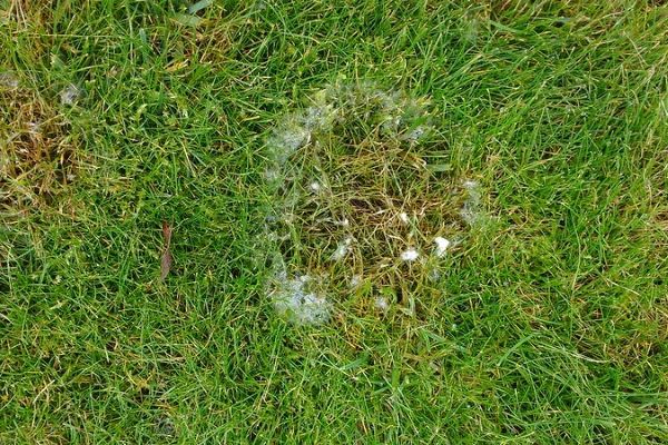 Fusarium Patch Disease.