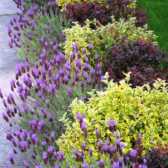 Golden Euonymus Shrub