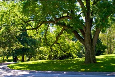 grass For Shade In Texas