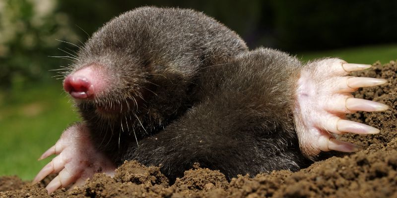 How to Get Rid of Ground Moles with Vinegar