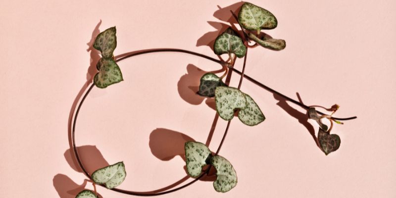 How to propagate string of hearts