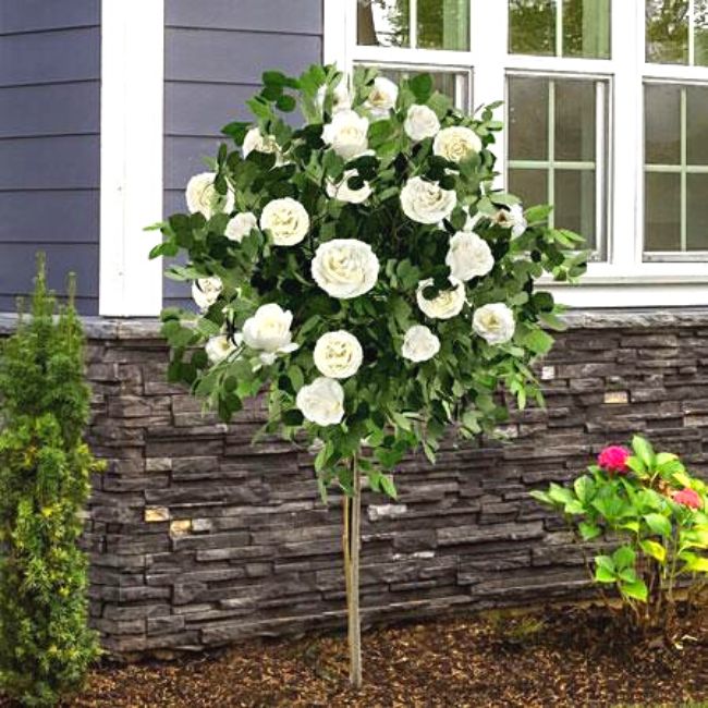 Iceberg Rose Tree