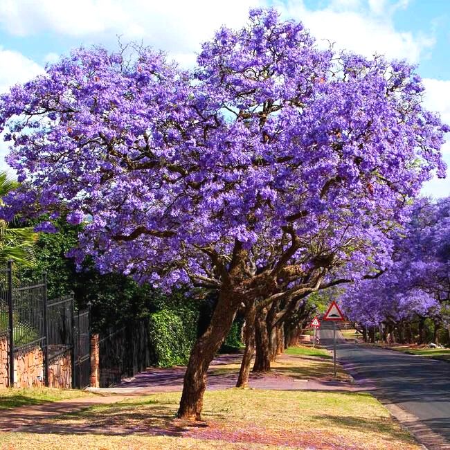 Jacaranda Tree