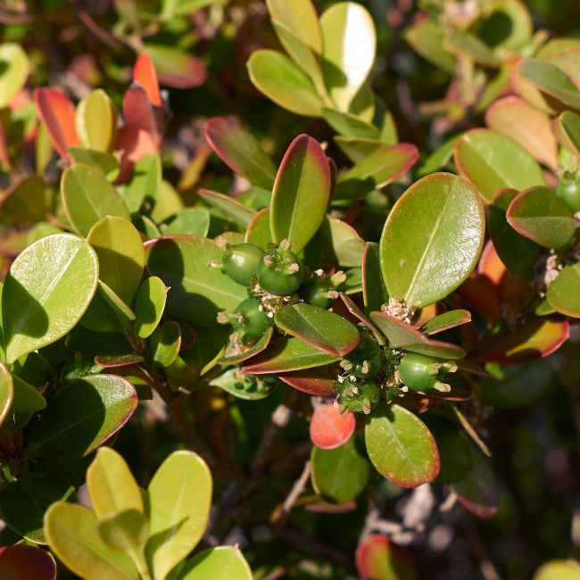 Japanese Boxwood Shrub