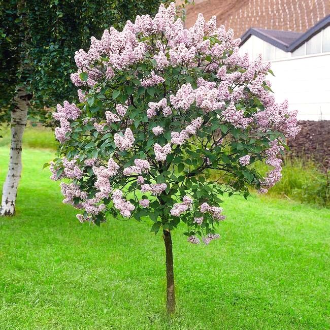 Lilac Tree