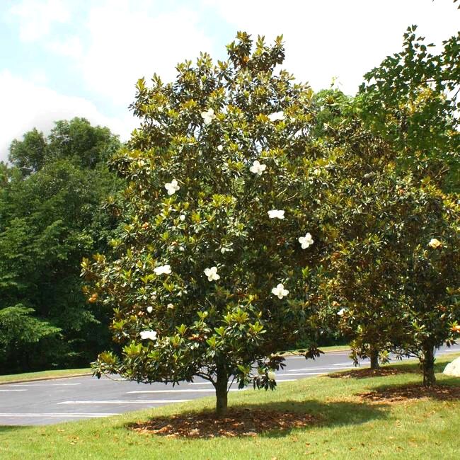 Little Gem Magnolia Tree